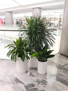 宁波绿植租摆，给您的空间带来独特的绿色魅力！